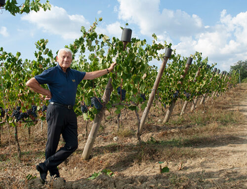 PIANDACCOLI – Les vins de la Renaissance